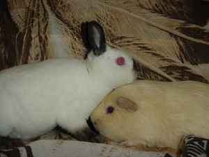 Ma lapine Chantal et mon cobaye Rambo